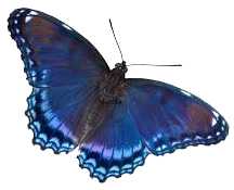 Blue Green Butterfly Rollover